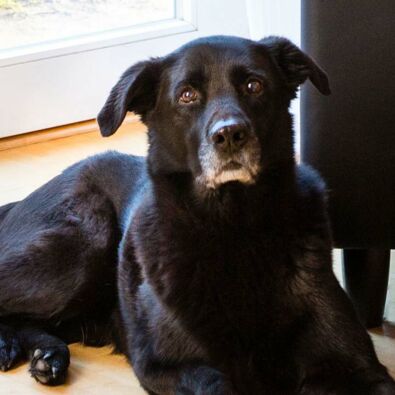 Rund um den Hund Rund um den Hund